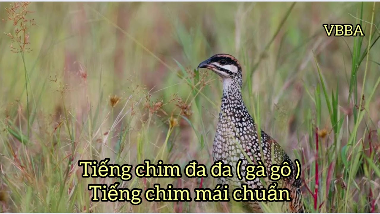 Tiếng chim đa đa mái chuẩn bao ăn chim ( nói láo ăn tát ) có link tải mp3 ở phần mô tả nhé anh em