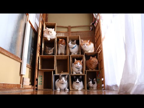 12部屋の段ボールねこアパート 250501 - YouTube