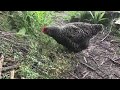 Baby chickens first time out