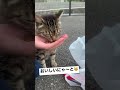 手からご飯を食べてくれる野良猫が可愛すぎる... #shorts #野良猫 #cutecatvideos #catvideos #にゃーちゃん