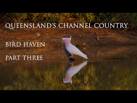 Queensland's Channel Country. Bird Haven. New Free Documentary now published #outbackqueensland