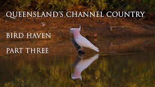 Queenslands Channel Country. Bird Haven.  New Free Documentary now published  #outbackqueensland