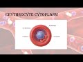 Circulatory system part 3, erythrocytes, hematopoiesis #boardexams #science #viral #trending #foryou