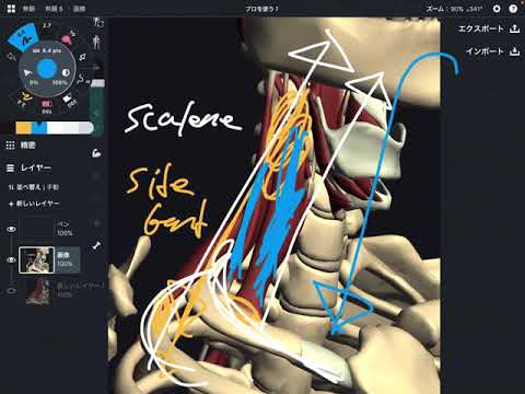 Anatomy and function of scalene (English)