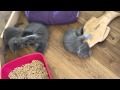 Nebelung kittens, 6 weeks old, playing with eachother and a catniptoy の動画、YouTube動画。