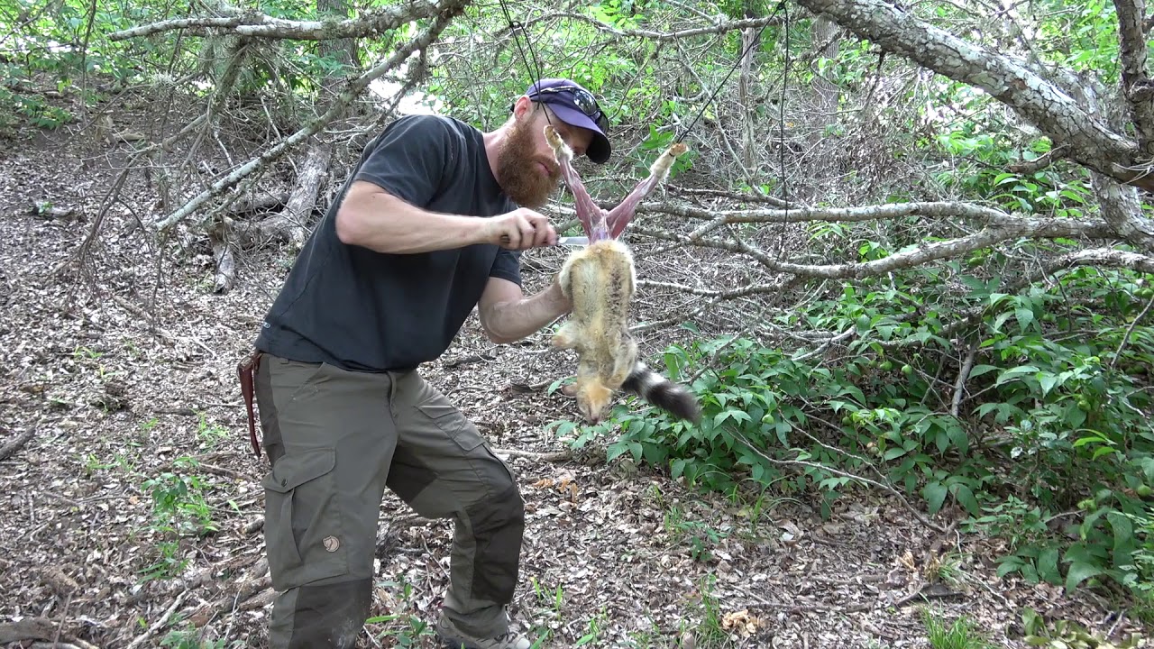 Skinning RINGTAILED CAT in Texas YouTube