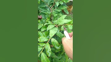 Bí quyết giúp mai đặc tàn nhiều nụ