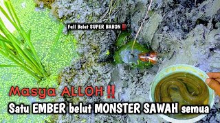 INI KAN‼️ BELUT-BELUT MONSTER SAWAH YANG KALIAN CARI-CARI 