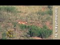 Caracal on the hunt in the Kalahari  | African Cats