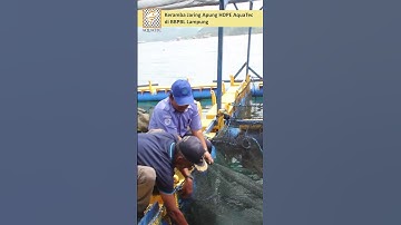 Budidaya Ikan di Keramba Jaring Apung AquaTec, Balai Besar Perikanan Budidaya Laut Lampung #short