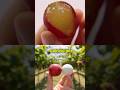 NASIL 12.000 $ 😋PİNPON😋 TOPUNDAN BÜYÜK ÜZÜM🍇😋 NASIL OLUR?😋 #ruby  #fruit  #meyve