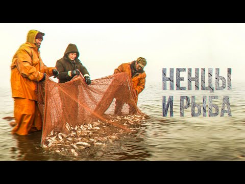 Ненцы и рыба. Промысловая рыбалка на Крайнем Севере. Документальный фильм | Полярные истории