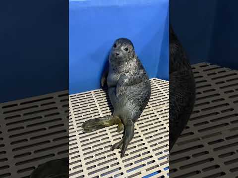 A Seal's Favourite Job