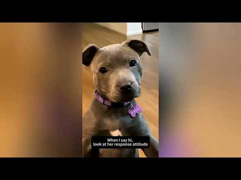 Dog is my love 