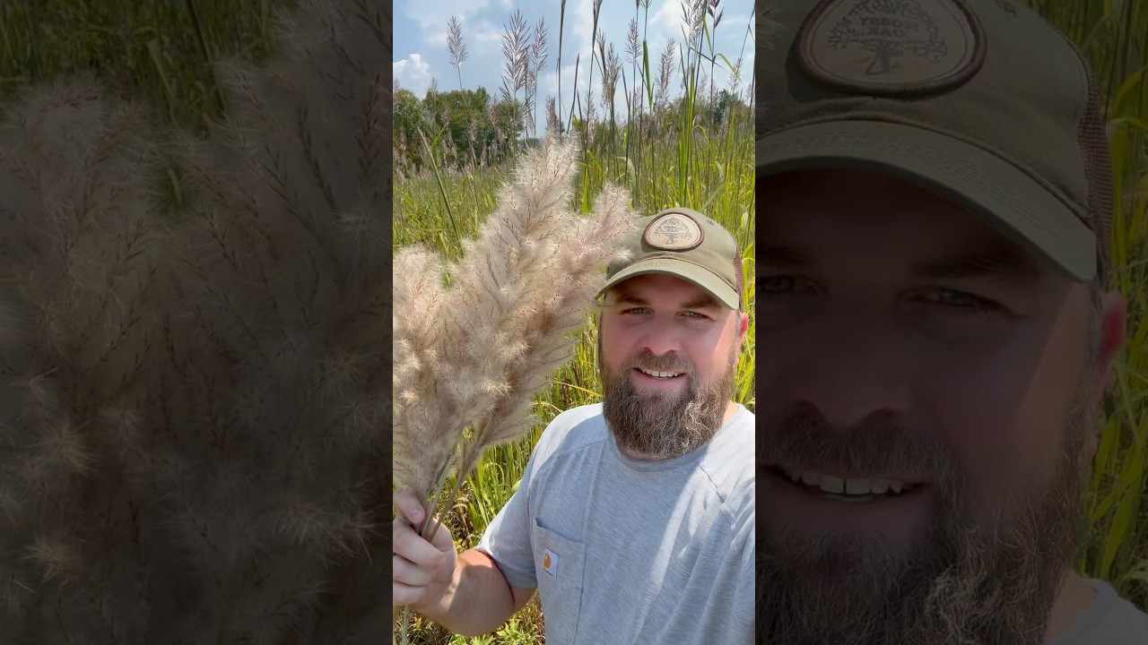 Native Plume Grass is better than Pampas Grass!! 