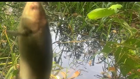 Săn cá trê vàng và rô đồng me ren long an ||Đổ Ngọc Hồ