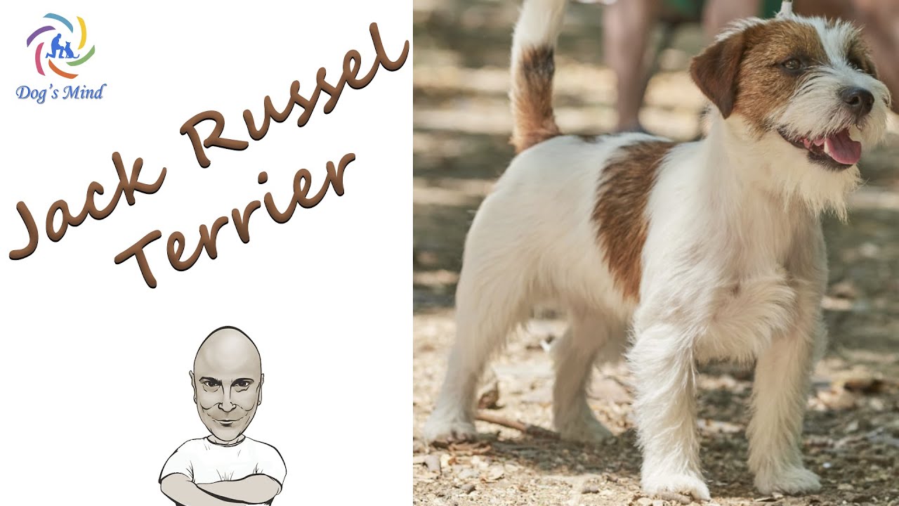 Τζάκ Ράσελ / Jack Russell Terrier με τον εκτροφέα Χρήστο Μίλκα!