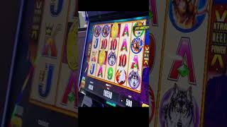 DID YOU KNOW YOU COULD REPLAY YOUR SLOT JACKPOT? BUFFALO HANDPAY #casino #casinogames #casinofun