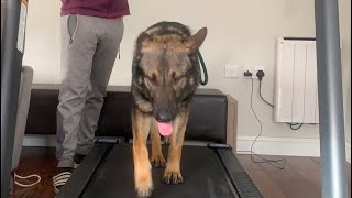 German shepherd using treadmill by GS-K9 Academy  681 views 3 years ago 3 minutes, 23 seconds