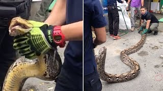 Celebrity Fat Python Caught In Family's Garage Net Worth