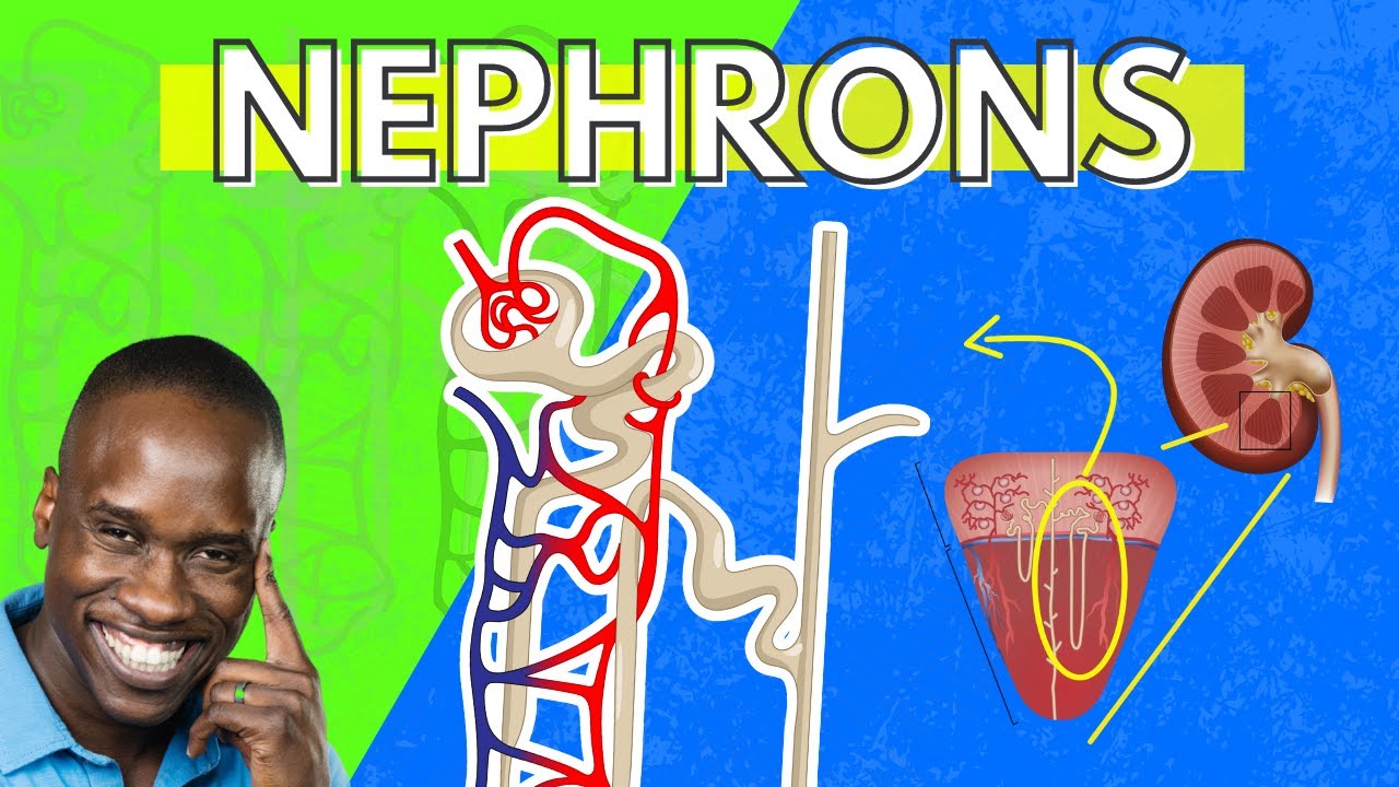The Structure and Function of the Nephron - Made Easy | Interactive-Biology, image size:1280x720