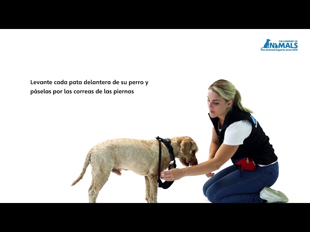 Arnés para perros anti tiro Sense-ible - Family DOG