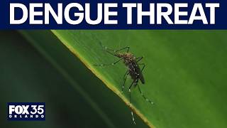 Florida faces unprecedented dengue threat
