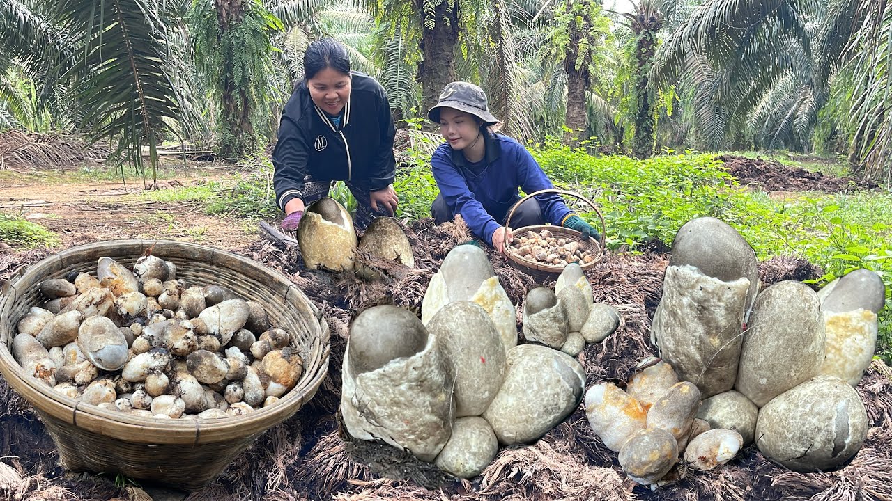 เยอะจนล้นตะกร้า!!!เห็ดในกองปาล์มอลังการสุดๆมีแต่ไข่ใหญ่ๆๆเก็บเพลินจนล้นตะกร้า(19/11/68)