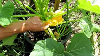 Squash & Zucchini Male and Female Flower Identification: Ants, Pollination, Browning Fruit -TRG 2016