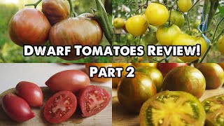 DWARF TOMATOES REVIEW! PART 2