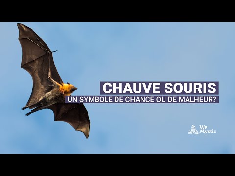 Vidéo: La Chauve-souris A Volé Dans L'appartement : Pourquoi Rentrent-elles La Nuit Et Comment L'attraper Pour La Chasser ? Comment Peux-tu Trouver Où Elle S'est Cachée Pendant La Journée