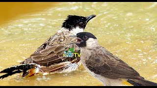 Suara Burung Kutilang Gacor Mandi Di Kolam. Cocok Untuk Pikat
