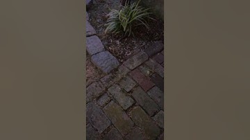 Slow Motion Lightning Bug