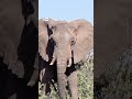 बकरियों वाला फोटोग्राफर [The Maasai wielding a camera to protect wildlife]