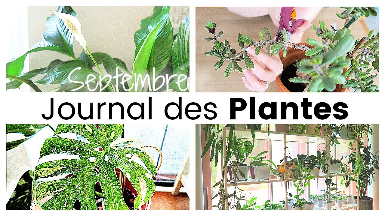 Journal des plantes - Plans d'automne, bouturages, rempotages et taille d'arbre de jade | Plant Life