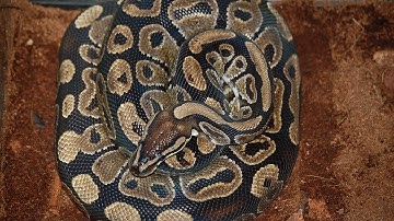 Ball Python Facts, Myths, and Misconceptions (VEDA Day 2)