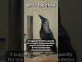 The Crow That Bent Wire: Betty's Tool Use #shorts