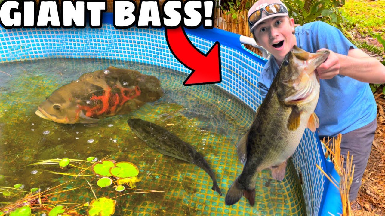 CATCHING *GIANT* BASS For My BACKYARD POND!! (NEW PET RECORD