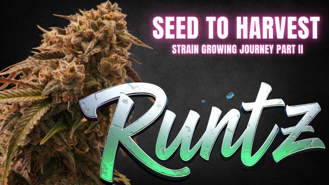 Runtz - Strain growing journey Part  II - Cannabis Cultivation