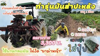 Ep.15 ทำรุ่นมันสำปะหลัง อายุ 1 เดือน/ลดต้นทุน 3,300บ. ลดเวลา กลบหญ้า ใส่ปุ๋ย เสร็จได้ในขั้นตอนเดียว