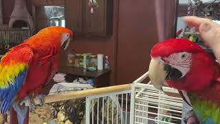 Talking with the macaws