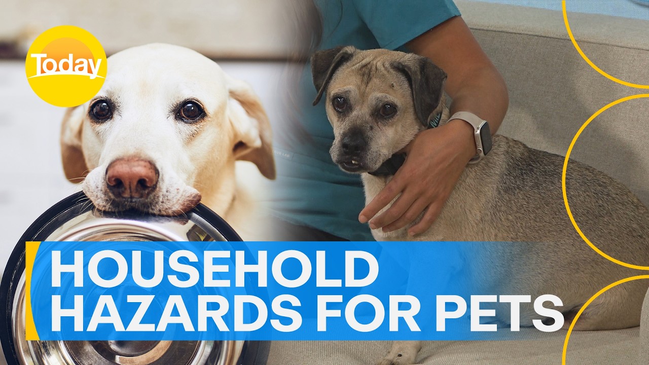 Everyday household items that pose hazards for our fluffy companions | Today Show Australia