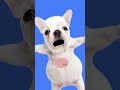 #cute #pets #puppy #bulldog #wash #frenchbulldog #belly #meme #pibble