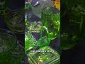 Antique advertising sign &amp; Uranium Glass #auction #uraniumglass #signs #advertisingsign #antiques