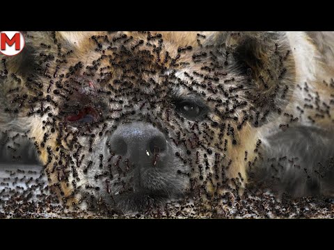 Видео: Уничтожили за Секунду! Эти Битвы Животных Побили Все Рекорды