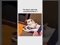 This dog has suffered enough for art 😂 subscribe for more #shorts