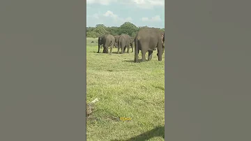 Elephant Safaritrip 