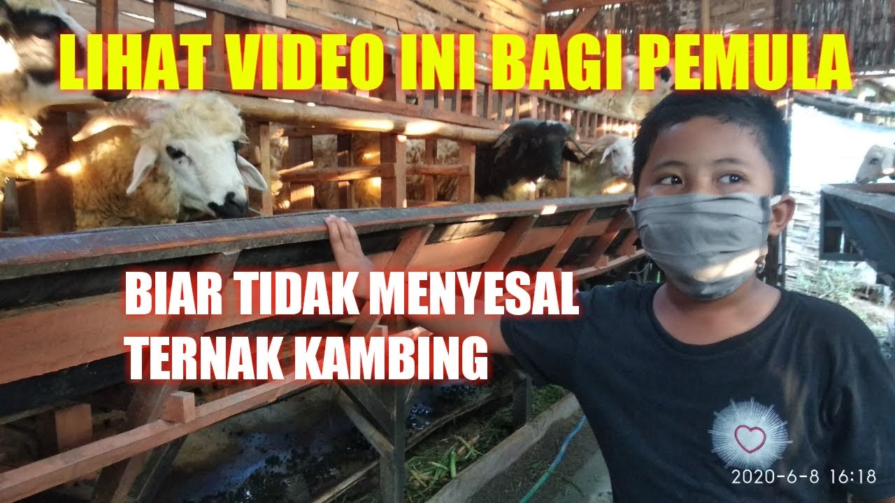CARA MENGOBATI MATA KAMBING DAN MENCEGAH PENULARAN PETERNAK PEMULA PART