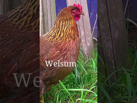 Video: Koliko godina nose kokoši nesilice?