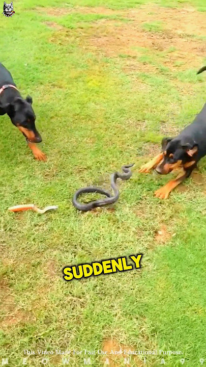 Dog Vs Snake 😮